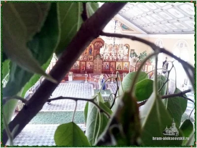 Праздник Святой Троицы 2019 г.